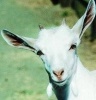 shaneholloman's Avatar
