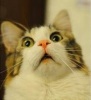jojcan's Avatar