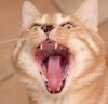 giachi's Avatar