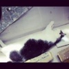thithe's Avatar