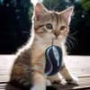 davwan's Avatar