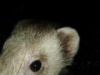 schklu's Avatar