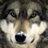 sartra's Avatar