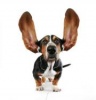 devchr's Avatar