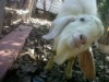 rensil's Avatar
