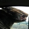 frehoo's Avatar