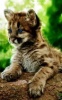 attsup's Avatar