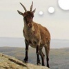albsan1's Avatar