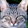 Pagotto's Avatar