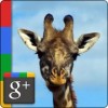 petboc's Avatar