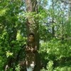 ibrkha's Avatar