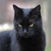 bedaqu's Avatar