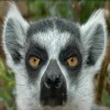 icerob's Avatar