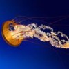 bobsmy's Avatar
