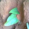 sumsha's Avatar