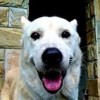 動物友's Avatar