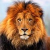 jamdik's Avatar