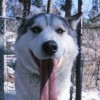 tiotor's Avatar