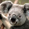 deygri's Avatar