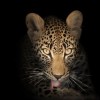 devsh's Avatar