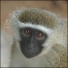 olijeu's Avatar