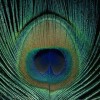 danful's Avatar