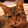 wshaowei's Avatar