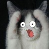 gergom's Avatar