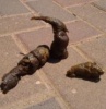 micmes's Avatar