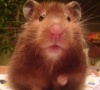 dustra's Avatar