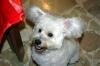 micapi's Avatar