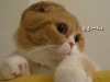 智佐's Avatar