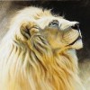 pedmor's Avatar