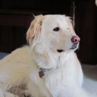 niashe's Avatar