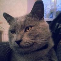 олеост's Avatar