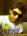 ashrah's Avatar