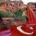 hasayd's Avatar