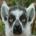 icerob's Avatar