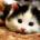 wirat's Avatar