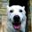 動物友's Avatar