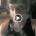 diobog's Avatar