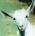 shaneholloman's Avatar