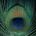 danful's Avatar