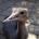 marboe's Avatar
