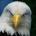 eagleone's Avatar