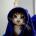 arcsee's Avatar